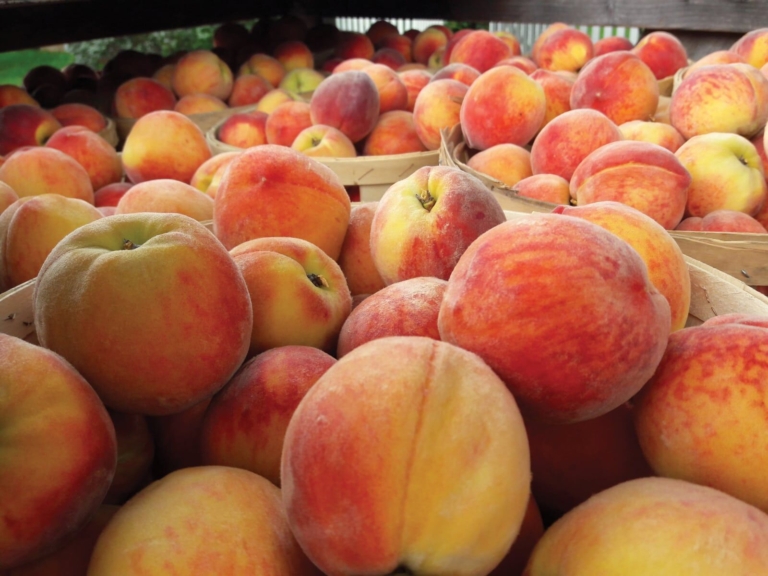 Just Peachy Festival at Terhune Orchards: Cooking Demos, Peachy Delights and Traveling Zoo Show