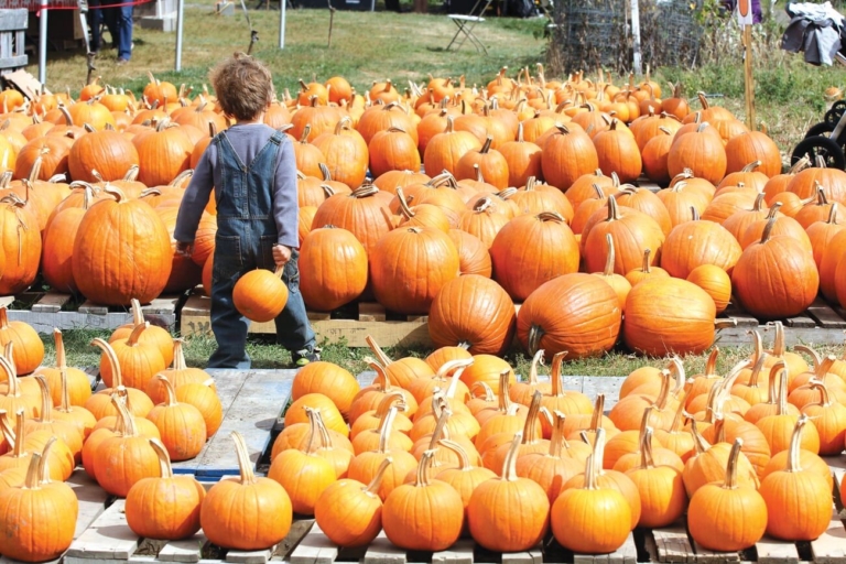 The Pumpkin Carves Out Its Place at the Table
