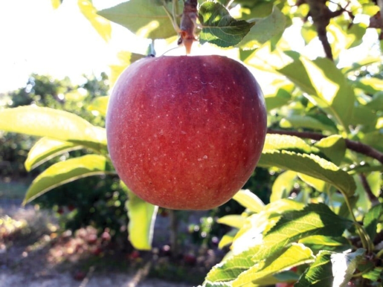 Terhune Orchards: Five More Fun Filled Weekends of Apple Days Harvest Festivals