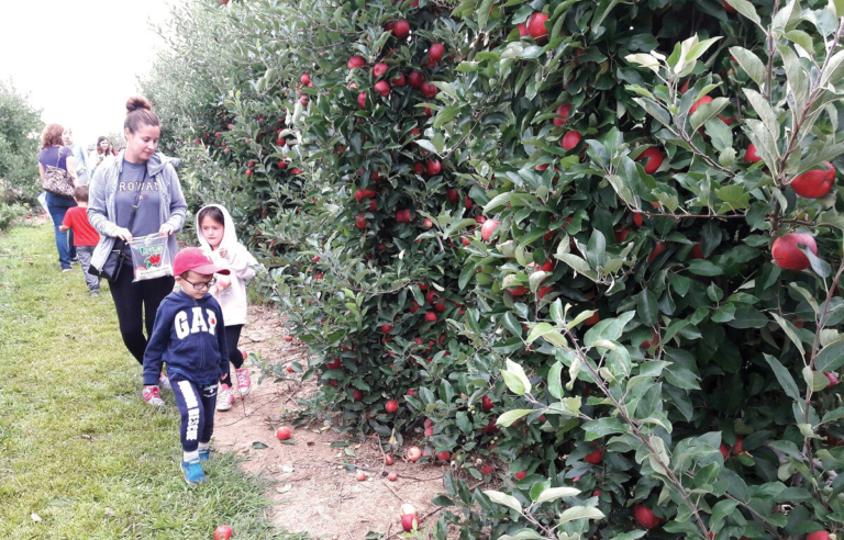 Terhune Orchards: Celebrate Apple Days Harvest Festival on September 14 and 15