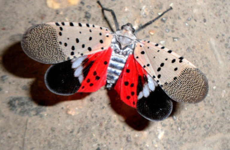 State Offers New Lanternfly Guidance