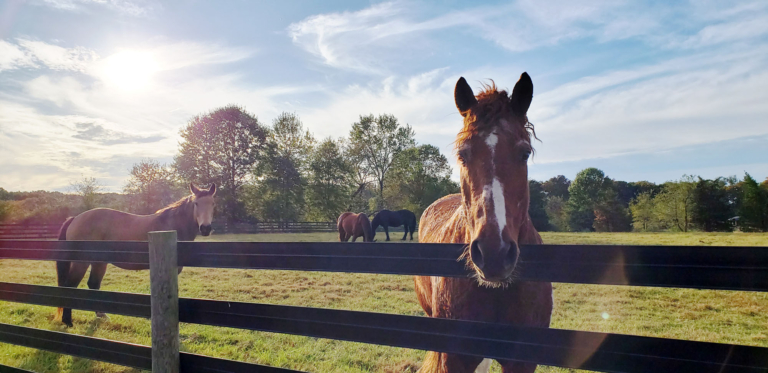 Mercer Stables Slowly Re-Opening Barn Doors