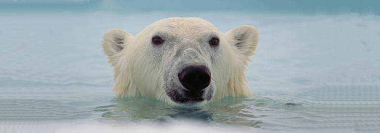 Environmental Film Festival Goes Virtual