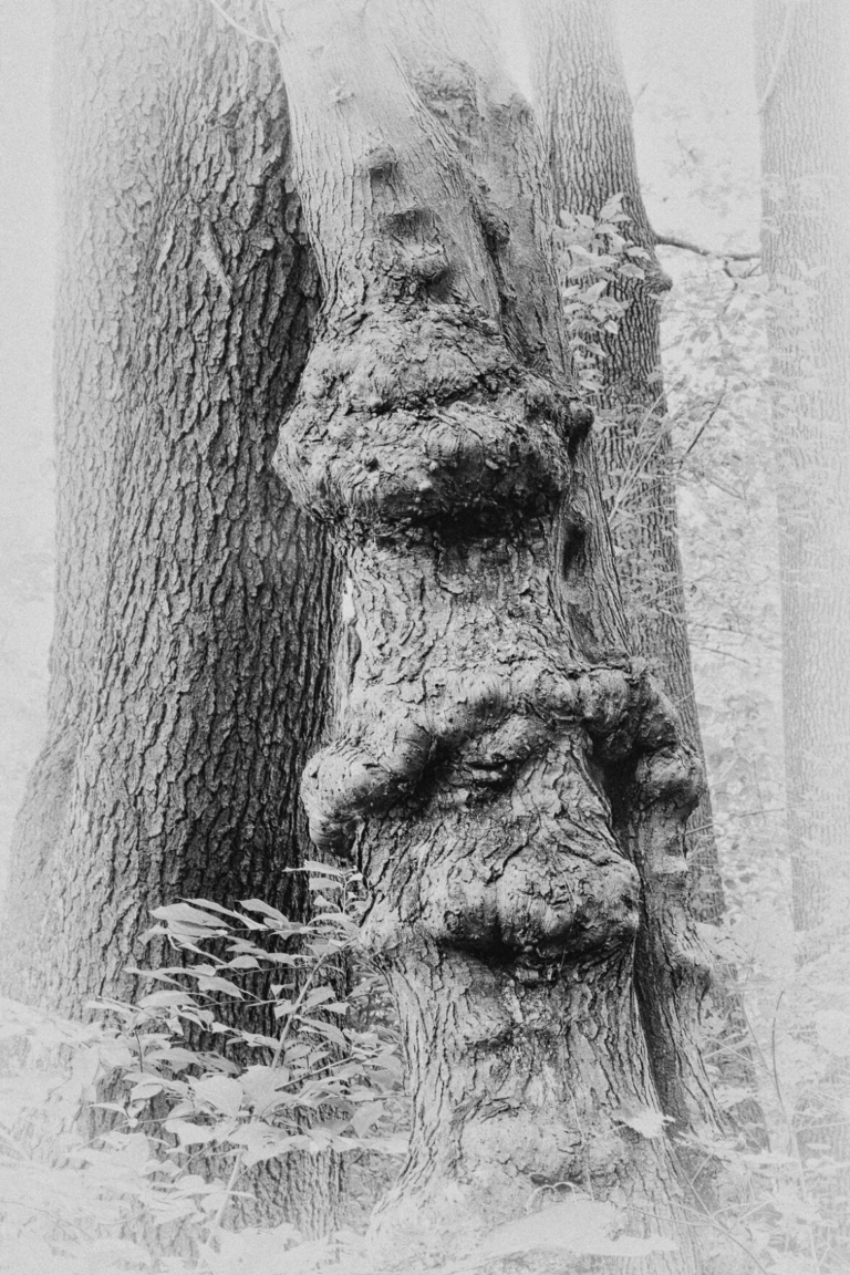 Gallery Going: Wisdom of Trees at Tulpehaking Nature Center