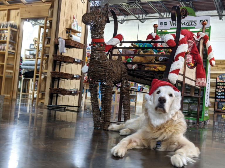 Pet Owners Shower Cats and Dogs with Holiday Gifts