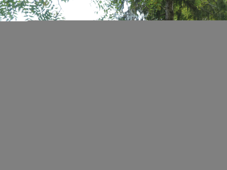 No Bridge Too Far With Area Covered Bridge Tour