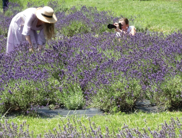 Pretty in Purple: Lavender Farms Delight the Senses