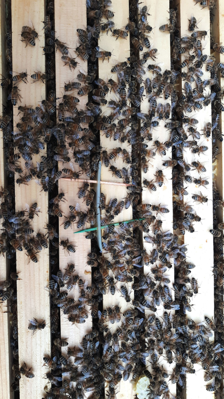 Finding the Sweet Spot in Honeybee Keeping