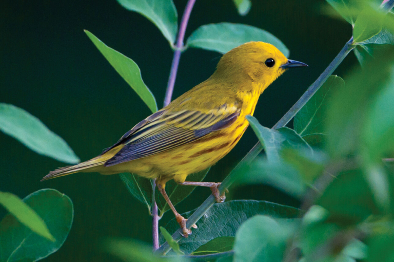 The 2022 Great Backyard Bird Count Takes Flight