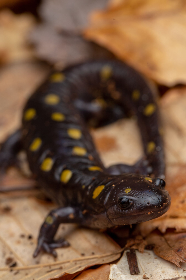 Updates: Amphibian Crossings & Rider’s Woes