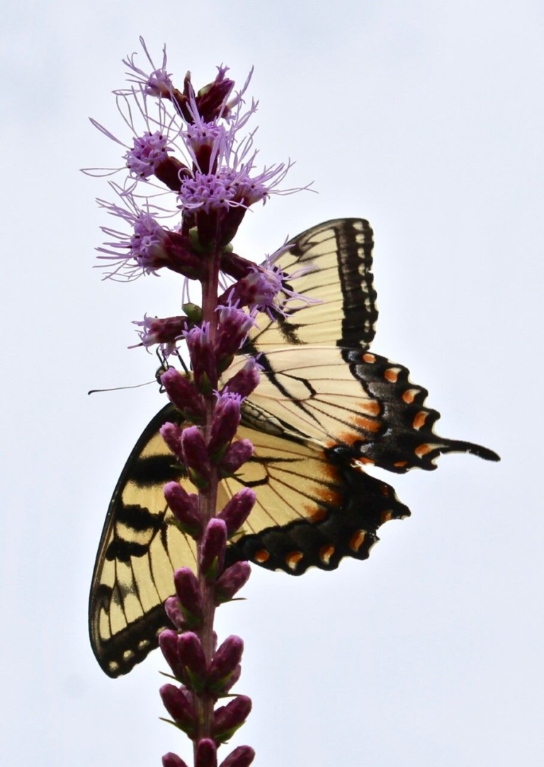 To the Editor: Pollinators, Food, and Climate Change
