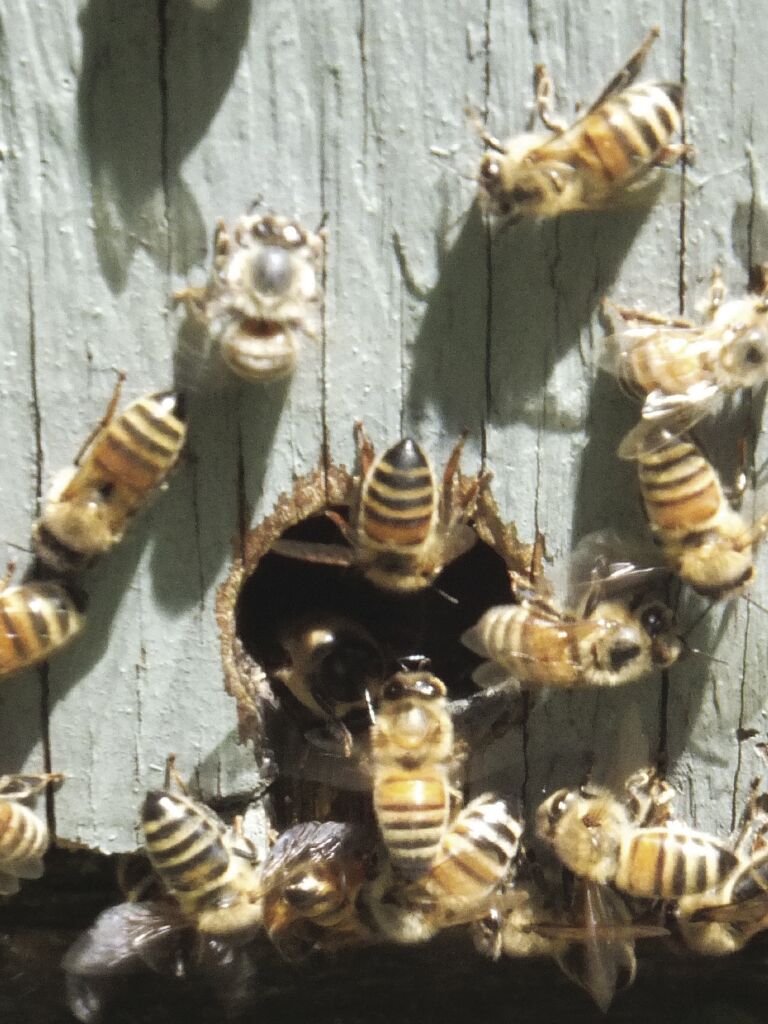 More Buzz About Bees