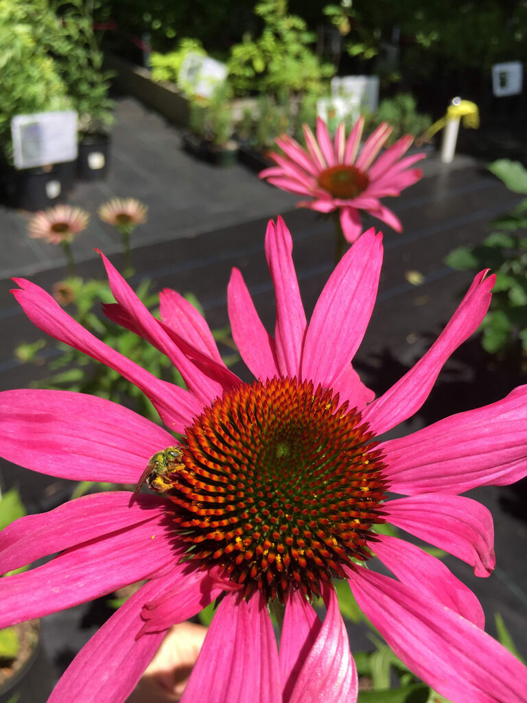 D&R Greenway Announces Spring Native Plant Sale