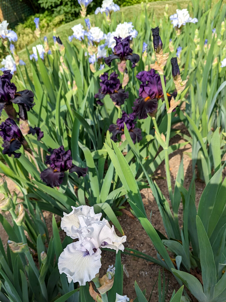 The Real Dirt on Iris Beauty and History