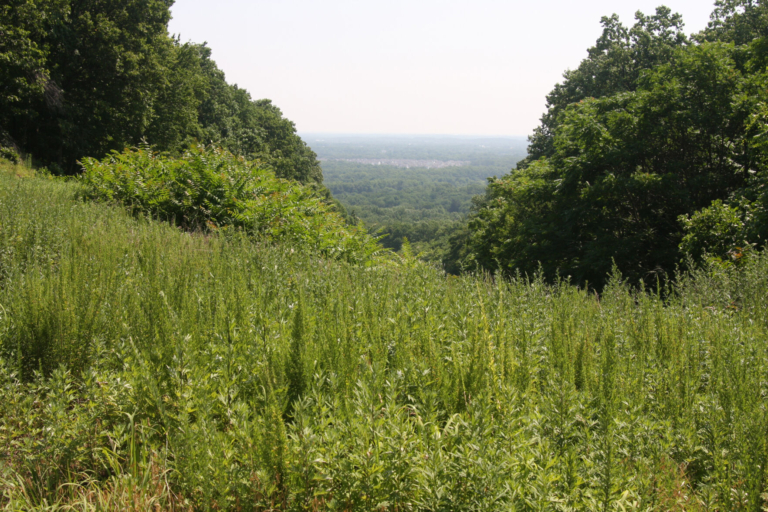 Letter to the Editor: Protect the Sourland Mountain Before It’s Too Late