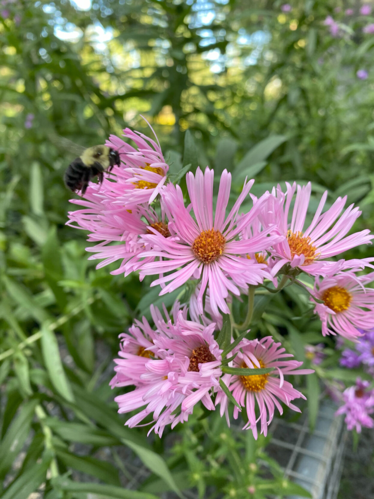 D&R Greenway Hosts Fall Native Plant Sale