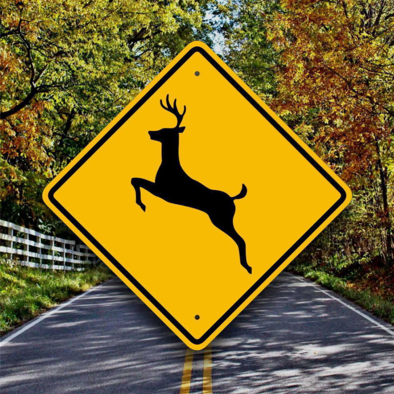 Motorists Beware: Days Are Short and Deer Are Everywhere