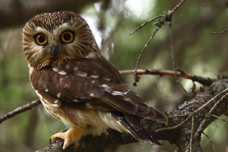 Interchange: Tiny Owls on a Big Journey