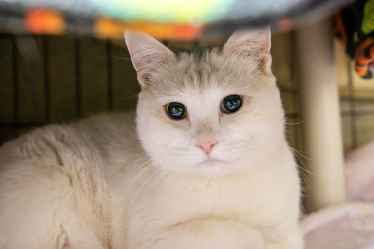 Opportunities: For Cat Lovers, Artists, and More