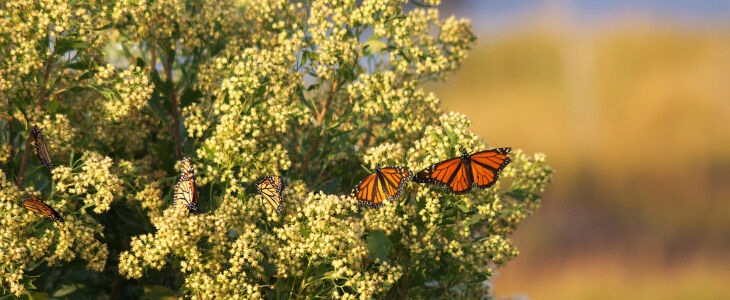 Long Live the Monarch Butterfly!