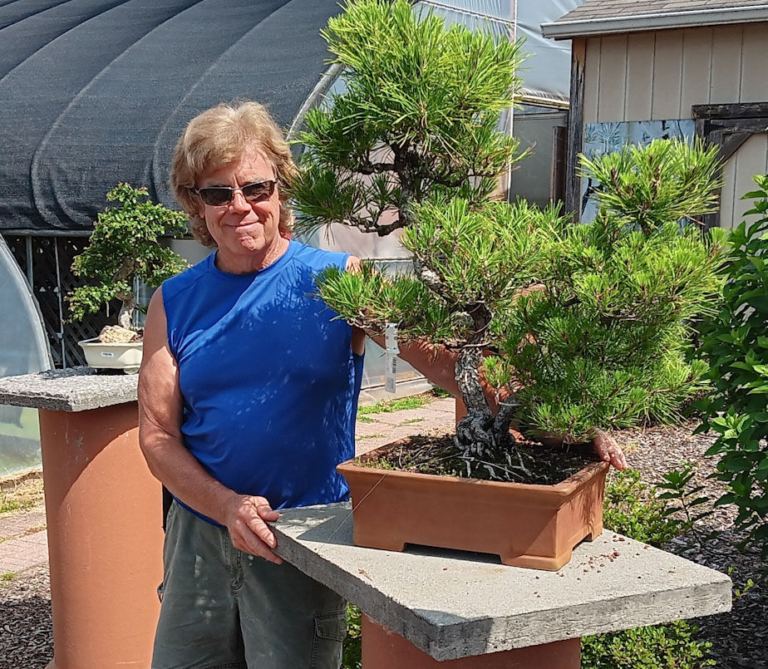 Allshapes Bonsai Is Making It Big by Thinking Small