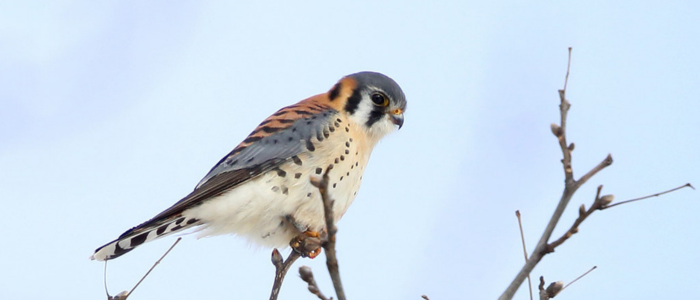 The State We’re In: The Power of People Protecting Birds