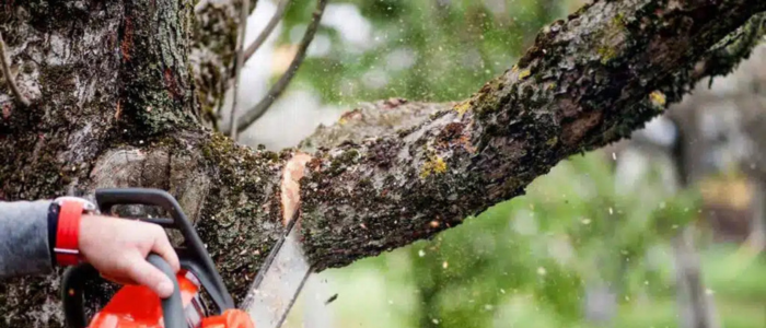 A Sad Fate for Suburban and Urban Trees